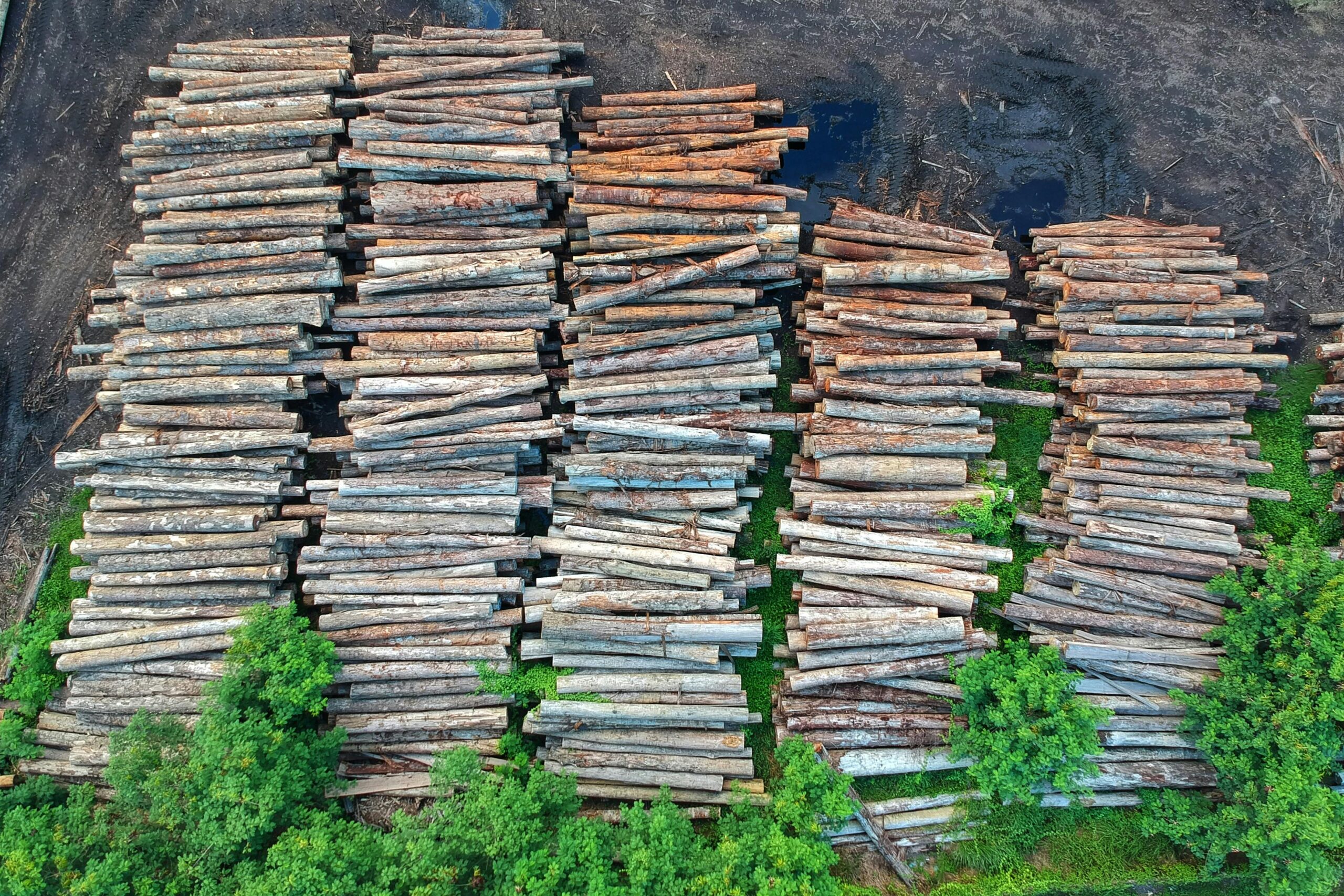 Drone shot of timber logs stacked orderly in Chukai, showcasing forestry and deforestation